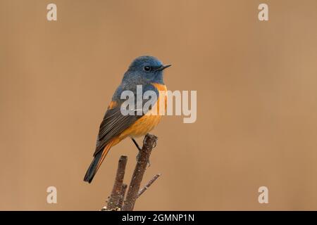 Blaustirb-Rottanz, Phoenicurus frontalis, Männlich, Ryshop, Westbengalen, Indien Stockfoto