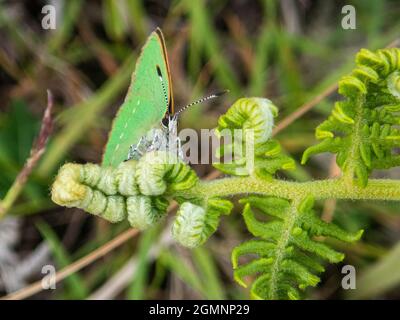 Grüner Hairstreak-Schmetterling, Callophrys rubi, Dartmoor, Devon, Großbritannien Stockfoto