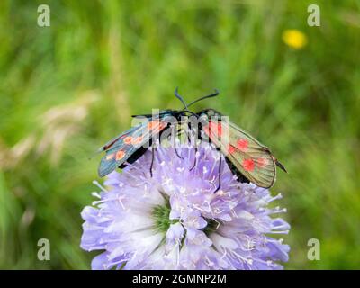 Zwei Burnett-Motten mit sechs Punkten, Zygaena filipendulae, auf einer Blume, Burkham Woods, Hampshire, VEREINIGTES KÖNIGREICH Stockfoto
