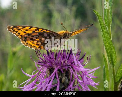 Dunkelgrüner Fritillär, Argynnis aglaja, Schmetterling auf einem Distel, der Nektar extrahiert, Noar Hill, in der Nähe von Selborne, Hampshire Stockfoto