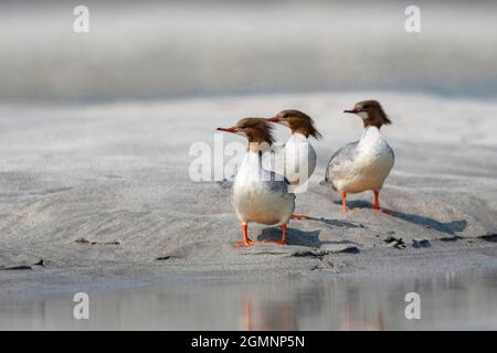 Gewöhnlicher Merganser oder Schwanenander, Mergus Merganser, Weiblich, Gajoldoba oder Gojaldoba, Westbengalen, Indien Stockfoto