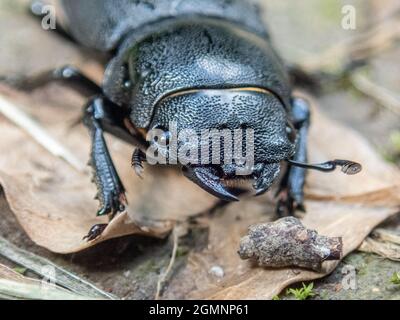 Kleiner Hirschkäfer, Dorcus parallelipipipedus, schwarzer Käfer, der auf Blättern vorgeht. Weld, Hampshire, Großbritannien Stockfoto