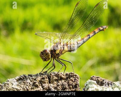 Gemeiner Darter, Sympetrum striolatum, Libelle, schwingend, Hampshire, VEREINIGTES KÖNIGREICH Stockfoto