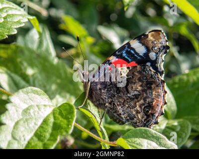 Der rote Admiral-Schmetterling, Vanessa atalanta, ruht auf einem Blatt mit seinen bunten Flügeln, die zur Tarnung gefaltet sind, Alresford, Hampshire, Großbritannien Stockfoto