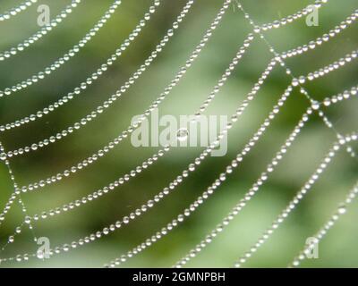 Perlen aus Tau, die entlang eines spinder-Netzes aufgereiht sind, Alresford, Hampshire, Großbritannien Stockfoto