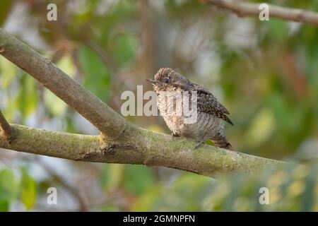 Eurasischer Wryneck , Jynx torquilla, Gajoldoba oder Gojaldoba, Westbengalen, Indien Stockfoto