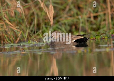 Gadwall Ente, Mareca strepera, Männlich, Gajoldoba oder Gojaldoba, Westbengalen, Indien Stockfoto