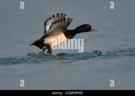 Tufted Duck, Aythya fuligula, Gajoldoba oder Gojaldoba, Westbengalen, Indien Stockfoto