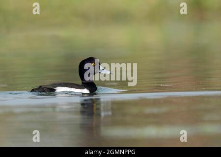 Tufted Duck, Aythya fuligula, Gajoldoba oder Gojaldoba, Westbengalen, Indien Stockfoto