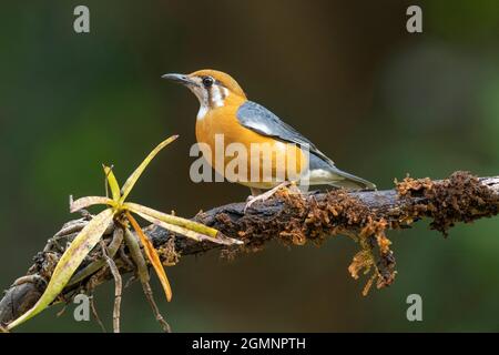 Orangefarbene Drossel, Geokichla citrina, Western Ghats, Indien Stockfoto