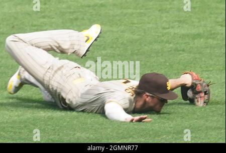 St. Louis, Usa. September 2021. Der Rechtsfeldspieler Wil Myers von San Diego Padres scheint am Sonntag, dem 19. September 2021, im fünften Inning im Busch Stadium in St. Louis den Fang auf einem Ball von St. Louis Cardinals Edmundo Sosa gemacht zu haben.Myers ließ den Baseballball fallen, was zu einem RBI-Doppel für Sosa führte. Foto von Bill Greenblatt/UPI Credit: UPI/Alamy Live News Stockfoto