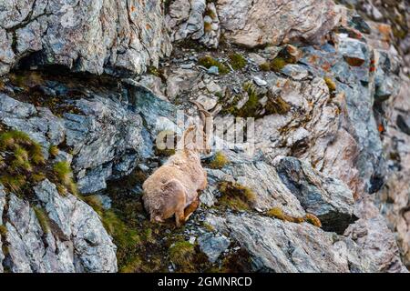 Ein Steinbock (Capra ibex) auf einer steilen Felswand am Gornergrat, einem Felsgrat der Pennine Alpen, südöstlich von Zermatt, Wallis, Schweiz Stockfoto