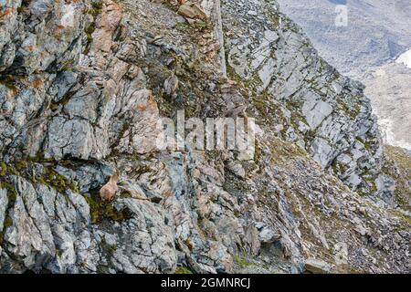 Ein Steinbock (Capra ibex) auf einer steilen Felswand am Gornergrat, einem Felsgrat der Pennine Alpen, südöstlich von Zermatt, Wallis, Schweiz Stockfoto