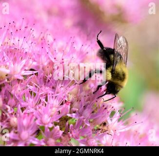 Makroaufnahme einer gewöhnlichen östlichen Hummel, die auf einer Schmetterlingssteinekropfpflanze nach Nektar sucht. Stockfoto