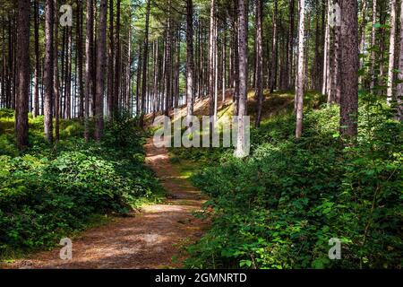 In der Nähe der Küste im Naturschutzgebiet Ainsdale gedeihen Pinien. Stockfoto