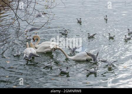 Seitenansicht einiger Schwäne und Möwen, die auf dem Wasser in einer Lagune in der Nähe des Ufers schwimmen. Konzept der Tiere. Stockfoto