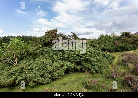 Wacholder (Juniperus communis) auf Moorland, Hepple Immobilien, Northumberland Stockfoto