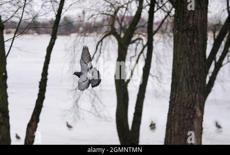 Taube im Flug, Winterlandschaft, Baumbrunch, Schnee Stockfoto