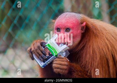 PADRE COCHA, PERU - 19. JUNI 2015: Der kahle Uakari-Affe (Cacajao calvus) frisst gestohlene Zigaretten im Amazonas-Tierwaishaus Pilpintuwasi im Dorf P Stockfoto