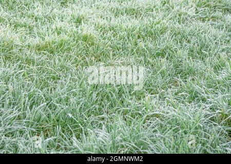 Rasen in einem Feld während der Winterzeit bereift. Stockfoto