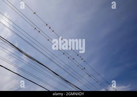 Eine Vogelschar sitzt auf elektrischen Kabeln. Federwolken in einem blauen Himmel. Stockfoto