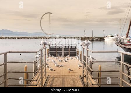 Viele Möwen auf einer Fußgängerbrücke im Hafen bei Sonnenuntergang. Stockfoto