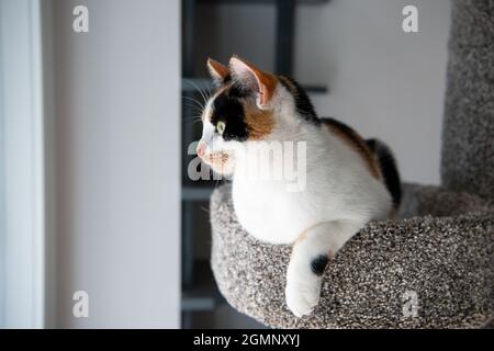 Entzückende Calico-Katze in einem Katzenbaum, der durch das Fenster blickt. Nahaufnahme Seitenportrait einer jungen bunten Katze. Stockfoto