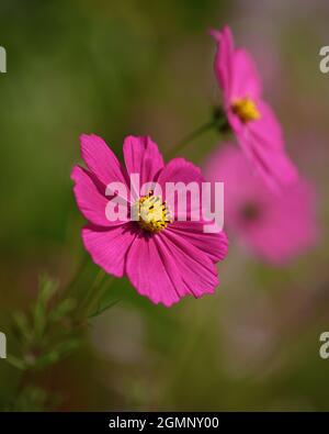Rosa Kosmos Blume auf verschwommenem Hintergrund an sonnigen Tag. Cosmos Bipinnatus, Gartenkosmos oder mexikanischer Aster Stockfoto