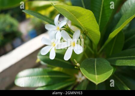 Plumeria rubra Blume mit Blättern weiße Blume Stockfoto