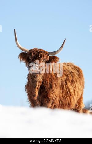 Highland Kuh im Schnee, Erhaltung Weiden auf Arnside Knott, Cumbria, UK Stockfoto