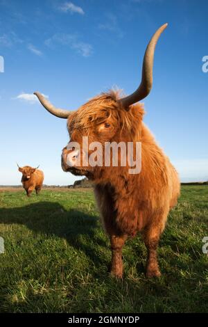 Hochlandrinder, Erhaltung Weiden auf Loch Kinnordy RSPB reserve, Kirriemuir, Angus, Schottland, Vereinigtes Königreich Stockfoto