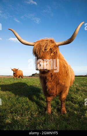 Hochlandrinder, Erhaltung Weiden auf Loch Kinnordy RSPB reserve, Kirriemuir, Angus, Schottland, Vereinigtes Königreich Stockfoto