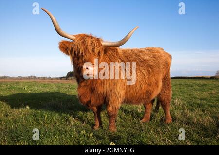 Hochlandrinder, Erhaltung Weiden auf Loch Kinnordy RSPB reserve, Kirriemuir, Angus, Schottland, Vereinigtes Königreich Stockfoto