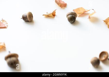 Blätter von Herbsteichen, Eicheln und Beeren von wilden Rosen auf weißem Hintergrund isoliert in unterschiedlicher Größe. Stockfoto