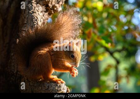 Ein rotes Eichhörnchen frisst eine Nuss Stockfoto