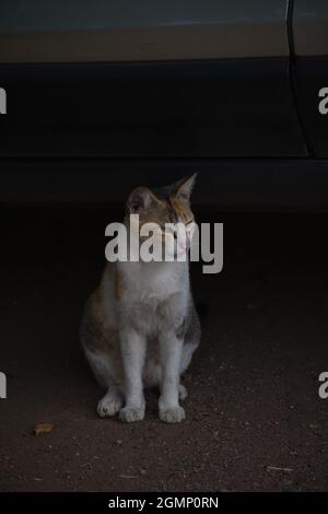 Katze sitzt auf einem Boden mit einem Hintergrund hinten Stockfoto