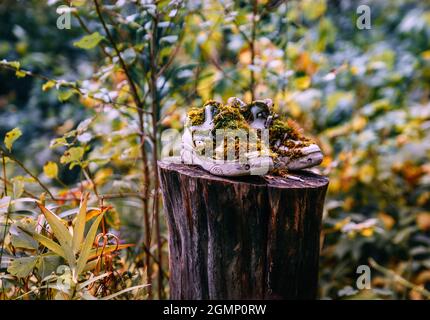 Alte Turnschuhe sind mit Moos auf dem Stumpf zwischen Büschen im Wald bedeckt. Selektiver Fokus Stockfoto