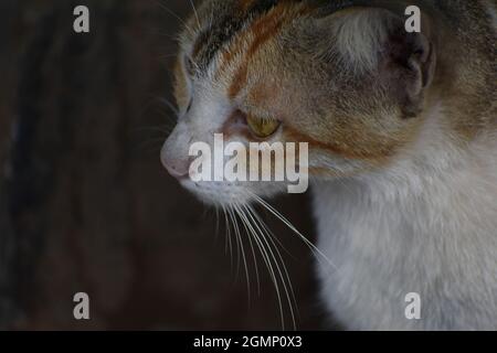 Katze sitzt auf einem Boden mit einem Hintergrund hinten Stockfoto