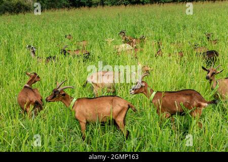 Frankreich, Cher, Berry, Menetreol-sous-Sancerre, Ziegenherde auf einer Wiese, AOP Crottin de Chavignol Produktionsgebiet // Frankreich, Cher (18), Berry, Ménétréol- Stockfoto