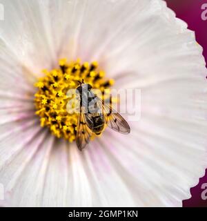 Beautifuk close up Makro-Bild der Schwebefliege Syrphidae Latrielle auf weißen Aster Kosmos Blume in englischer Land Gartenlandschaft mit seelctive Fokus Stockfoto