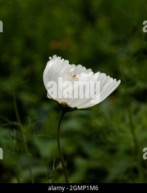 Schöne Nahaufnahme Makro-Bild der mexikanischen Aster Cosmos Bipinnatus weiße Blume in englischer Land Gartenlandschaft mit selektivem Fokus Stockfoto