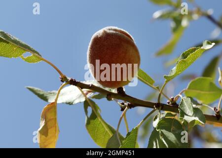 Nahaufnahme der Mandeln im Obstgarten Stockfoto