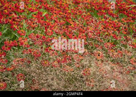 Atemberaubende Nahaufnahme der geläufigen Helenium Autumnale-Blume in englischer Landgartenlandschaft mit selektivem Fokus Stockfoto