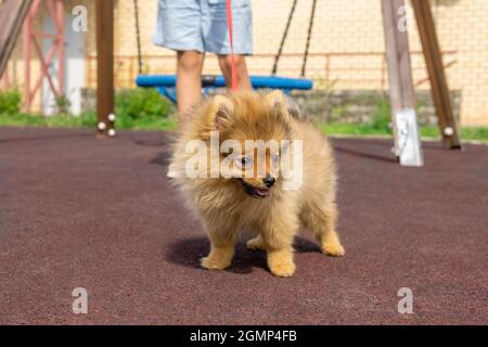 pommersche Welpen spaziert mit seinem kleinen Besitzer auf dem Spielplatz Stockfoto