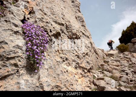Wandern in der Natur. Aubrieta deltoidea Blumen (Familie Cruciferae) Stockfoto
