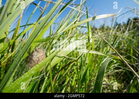 Eierkokon der Wespenspinne (Argiope bruennichi) auf einer wilden Wiese in Finnland Stockfoto