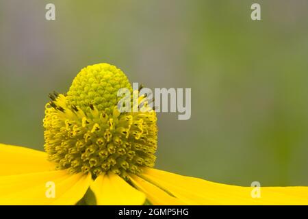 Eine Nahaufnahme einer leuchtend gelben Rudbeckia paniculata-Kegelblume Stockfoto