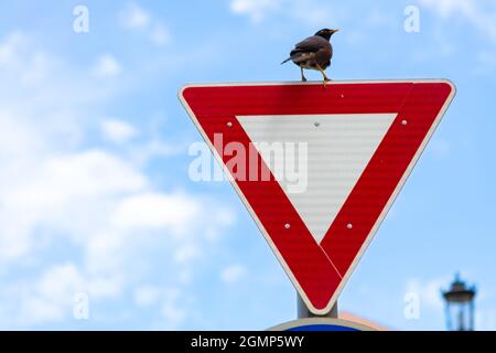 Krähe sitzt auf dem Wegweiser in einer Straße Stockfoto