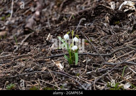 Einsame Maiglöckchen im Frühling mit dunklem Hintergrund Stockfoto