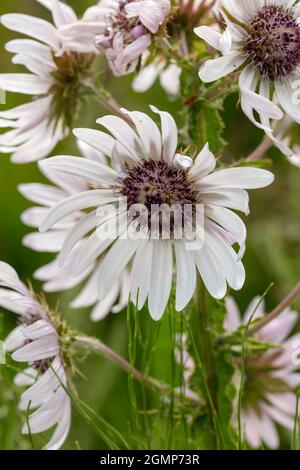 Hervorragende Berkheya Purpurea – Zulu Warrior blühende, natürliche Blumenstudie in hochauflösender Nahaufnahme Stockfoto